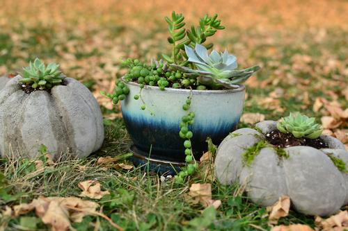 Photo by Inga Hawbaker. Three potted succulents.